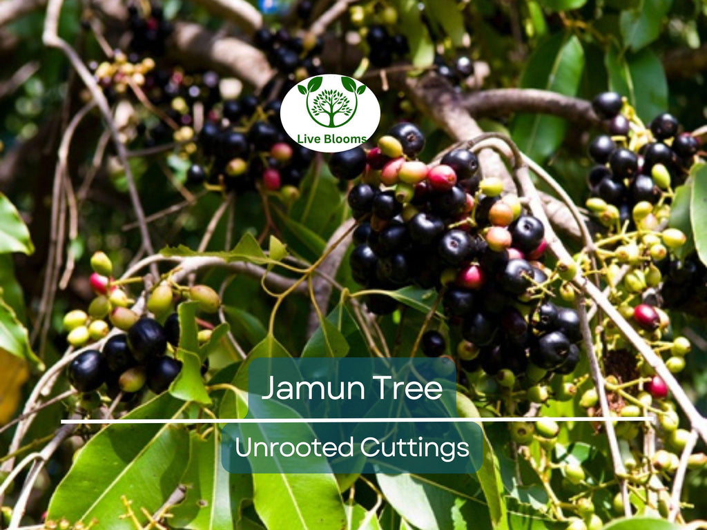 3 Jamun Jambul Fruit Tree Cuttings - Syzygium Cumini, Indian Wax Apple, Java Plum for Grafting - Unrooted 7-inch Cuttings