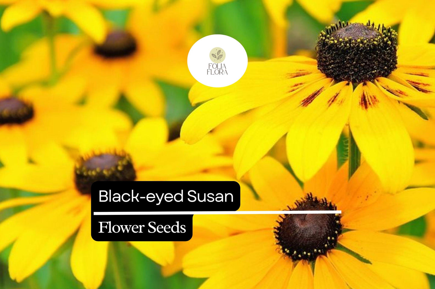 25 Black-eyed Susan Seeds (Rudbeckia hirta) | Bright Yellow Wildflower | Easy-Grow Native Pollinator Plant for Home Gardens