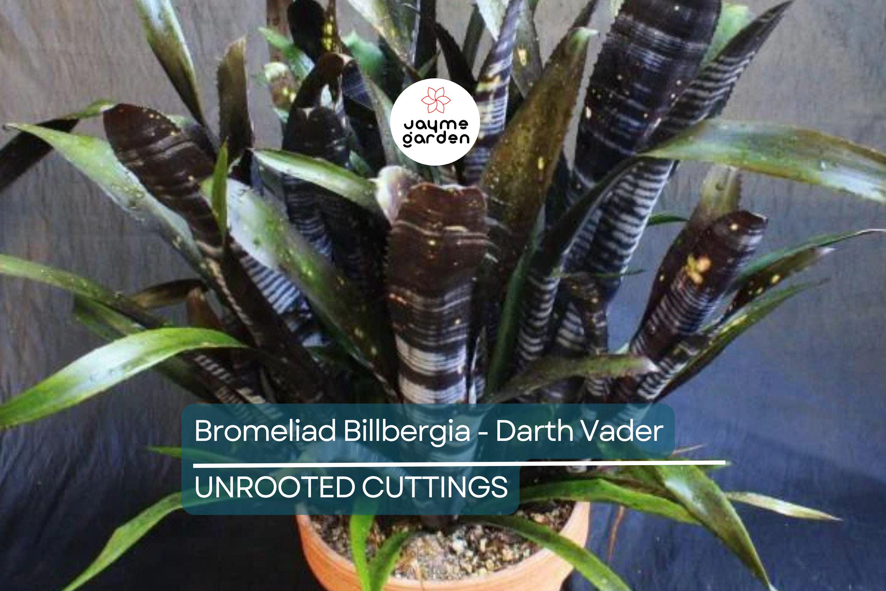 Bromeliad Billbergia Darth Vader | 12” Live Cutting | Exotic Foliage | Air-Purifying | Pet Safe | Attracts Hummingbirds & Butterflies