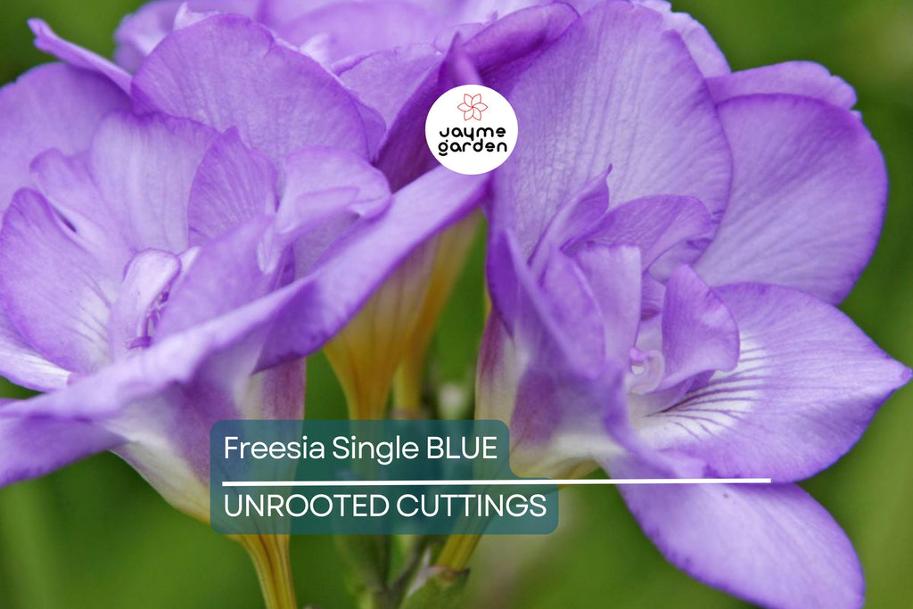 Freesia Single Blue Bulbs - 5 Fragrant Flower Bulbs, Violet-Blue Blooms, Perfect for Gardens & Containers, USDA Zones 9-10