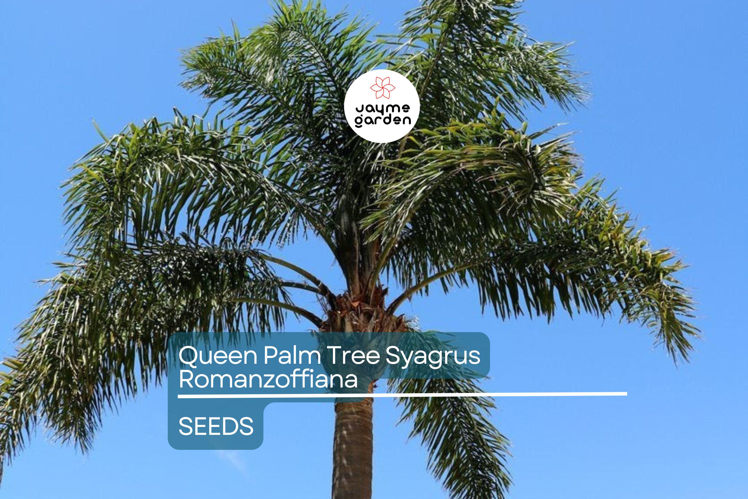 25+ Tropical Queen Palm Seeds - Syagrus Romanzoffiana - Ready to Grow, Fast-Growing Palm Tree