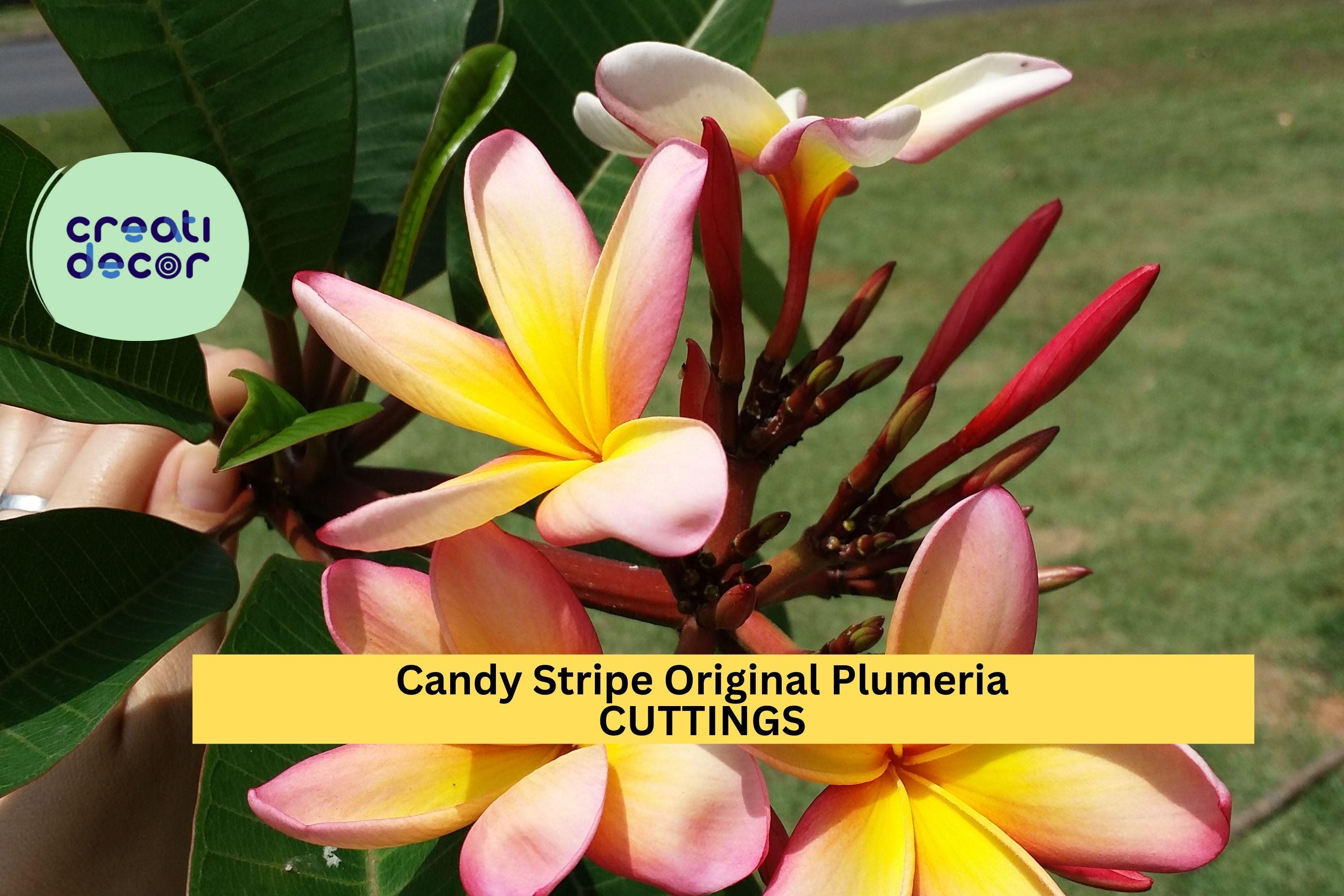 1 Candy Stripe Plumeria Cutting| 10" Fresh Unrooted Single Head | Frangipani Starter | Tropical Flower Tree | Rare Variety