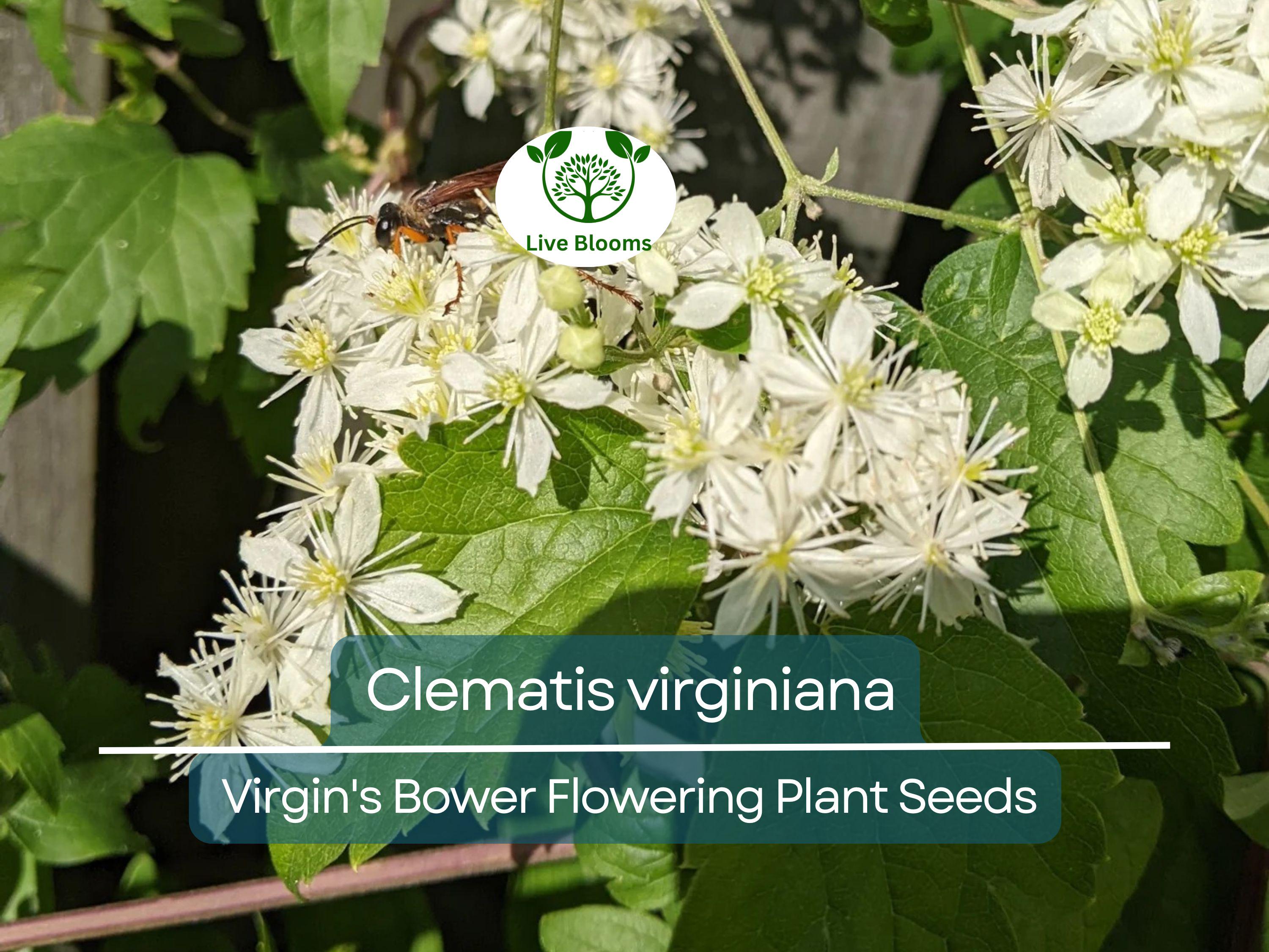 100 mg Seeds Clematis Virginiana – Virgin's Bower (Clematis virginiana) | Native Flowering Climber for Planting & Garden Beauty