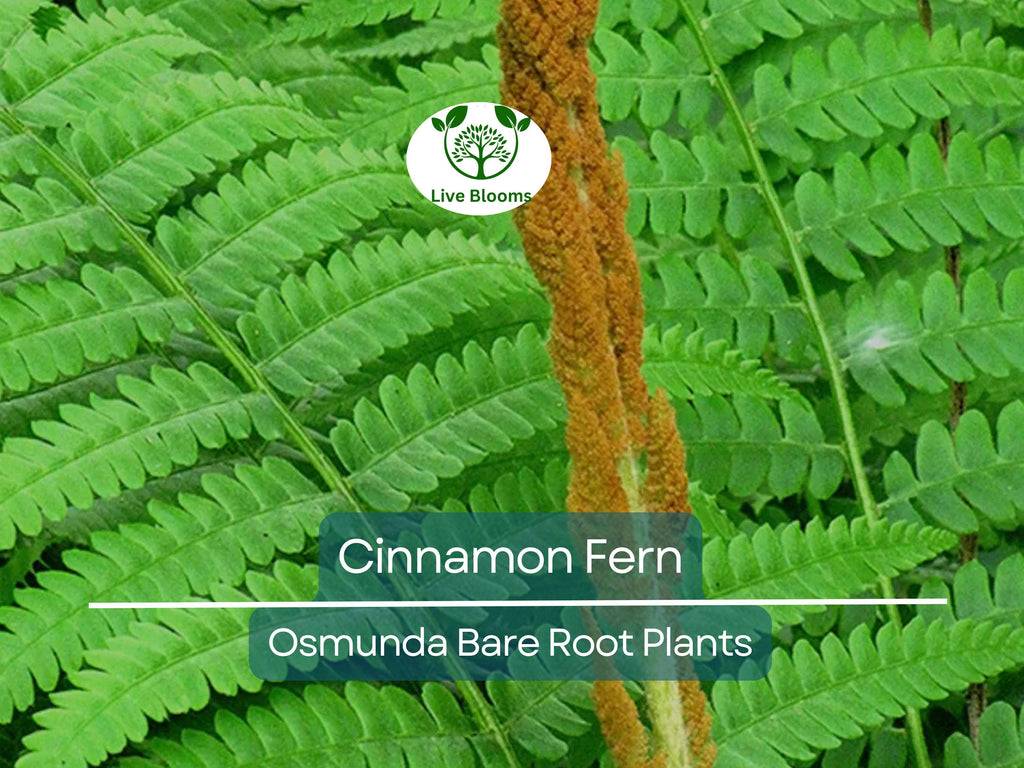 3 Cinnamon Fern Plants – Bare Root with No Tops – Osmunda Cinnamomea – Native Shade Perennial for Woodland & Moist Gardens