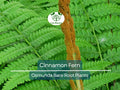 3 Cinnamon Fern Plants – Bare Root with No Tops – Osmunda Cinnamomea – Native Shade Perennial for Woodland & Moist Gardens