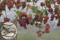 Somerset Seedless Grape 6 Cuttings (Vitis) Cold Hardy Seedless Grape Vine