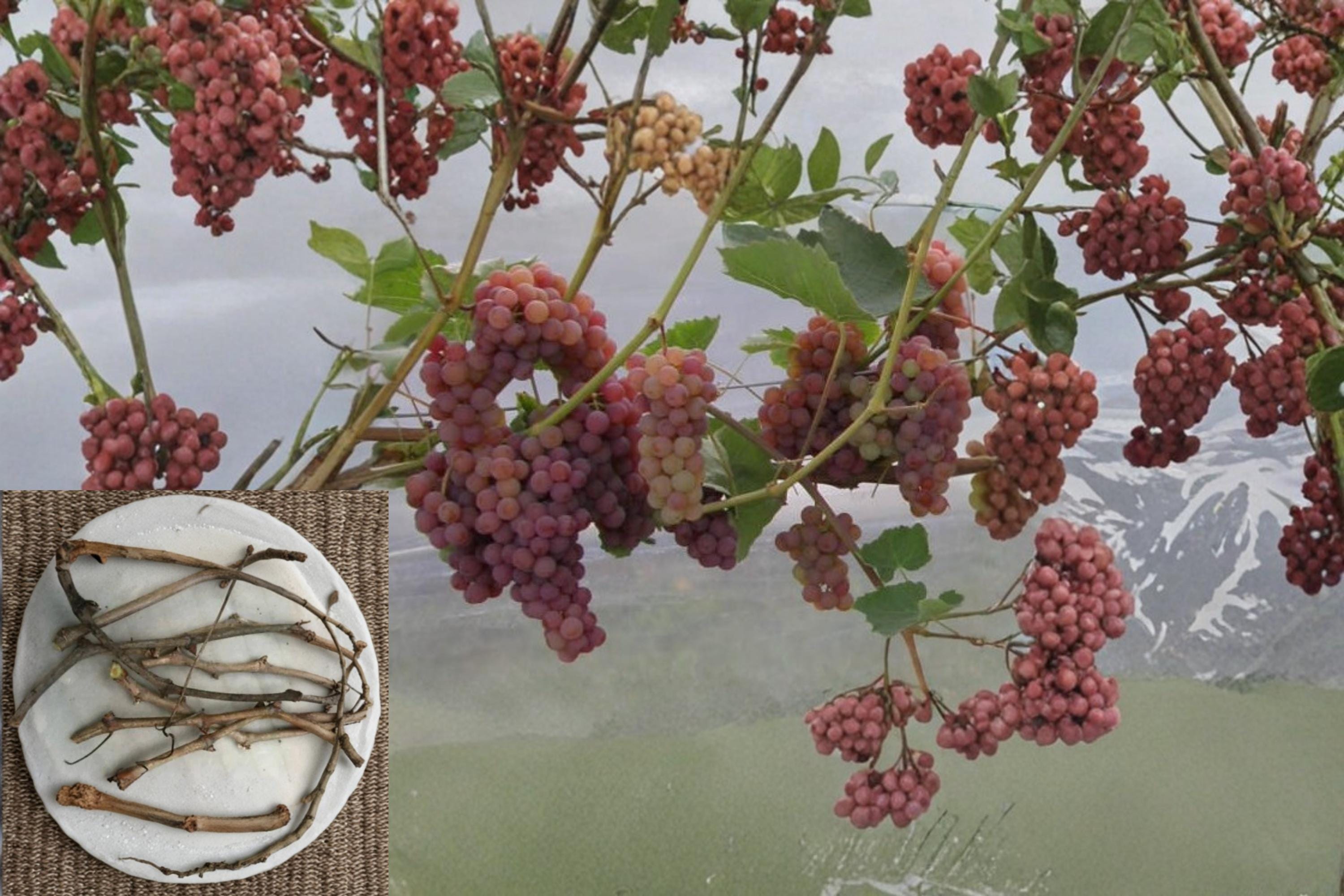Somerset Seedless Grape 6 Cuttings (Vitis) Cold Hardy Seedless Grape Vine