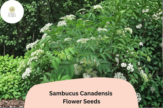 100 Sambucus canadensis Seeds | American Elderberry | Native Shrub for Wildlife & Garden Planting