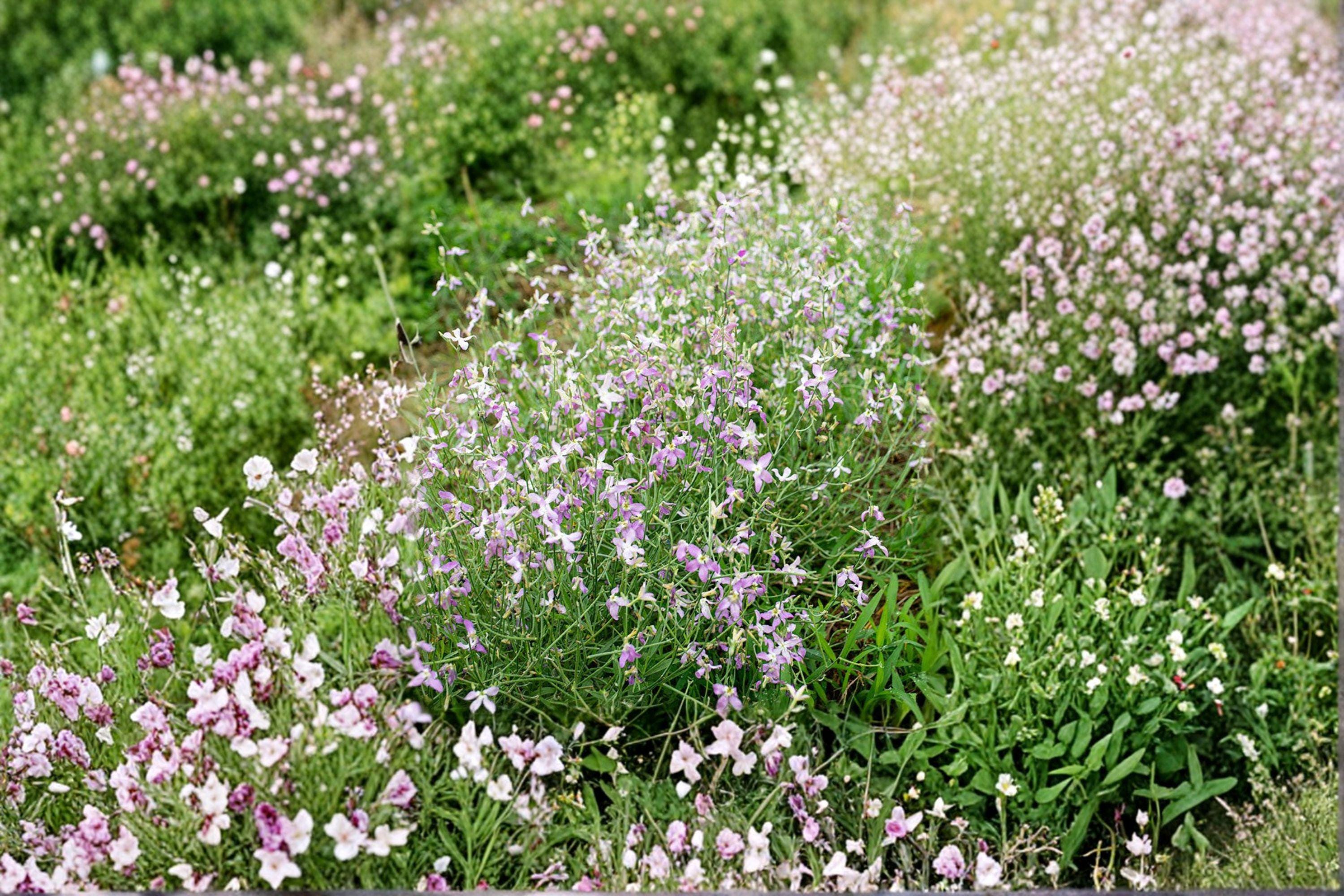 Evening Scented Stock – Matthiola longipetala Seeds | 100 Seeds | Fragrant Night Blooming Flower