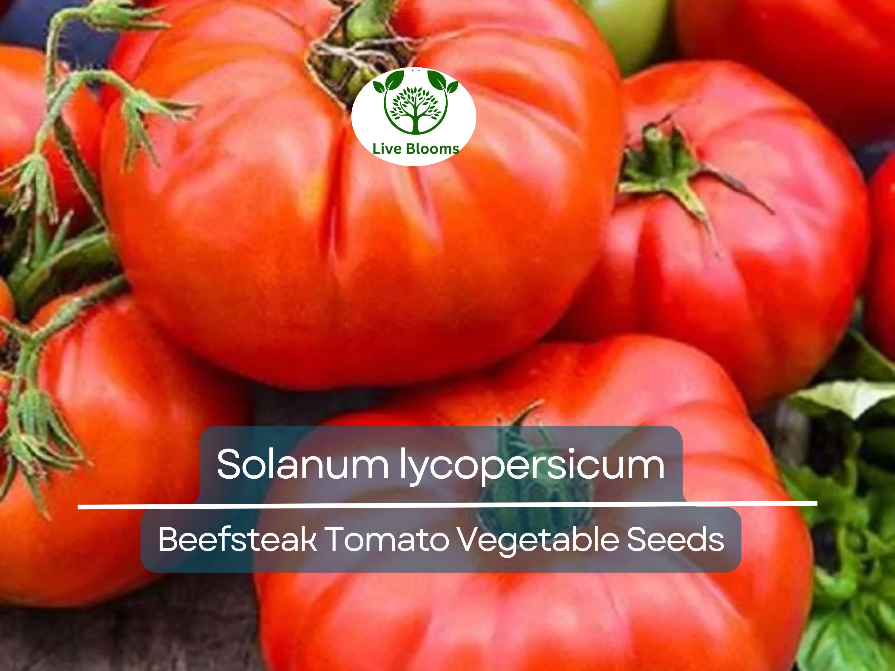 300 mg Beefsteak Tomato Seeds - Solanum lycopersicum | Heirloom, Large & Juicy Tomato | Perfect for Slicing, Sandwiches, and Home Gardens