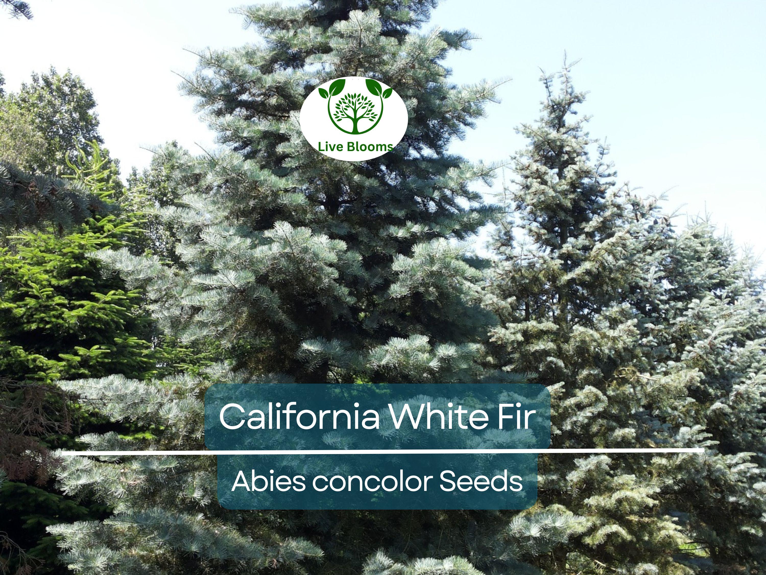 30 California White Fir Tree Seeds (Abies Concolor) | Pine, Evergreen, Hardy Conifer for Landscaping, Reforestation & Garden