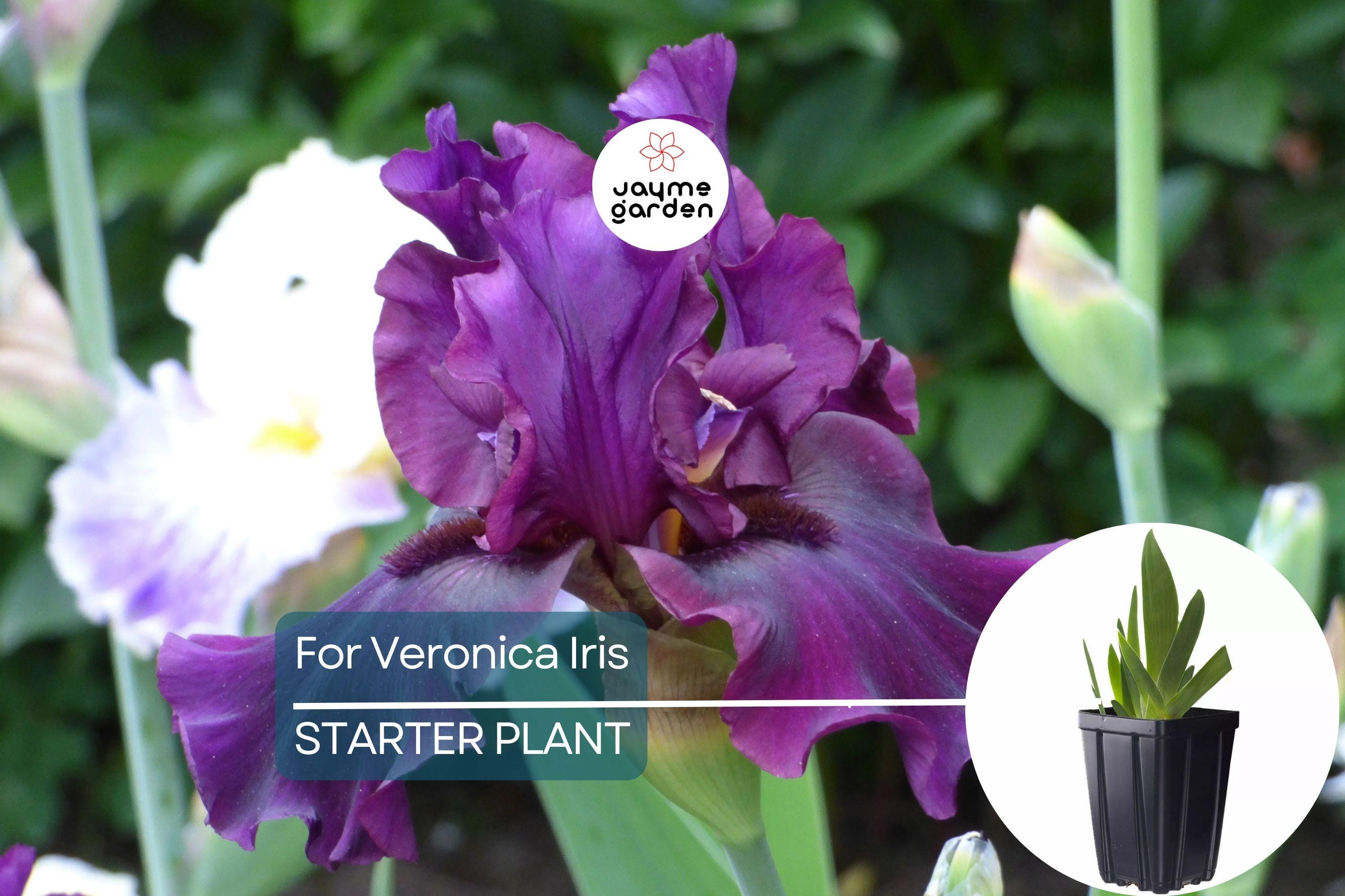 For Veronica Iris Plant – Quart Pot | Large Wine-Black Flowers | Perennial | Hardy Zones 3-10 | Deer & Drought Resistant