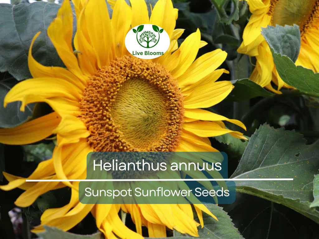 1 Gram Seeds Sunspot Sunflower for Planting | Dwarf Sunflower Variety with Bright Yellow Blooms for Gardens, Pots & Pollinator Habitats