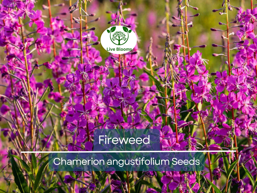 500 Fireweed Seeds | Rosebay (Chamerion angustifolium) | Perennial Herb Flower | Bulk, Wildflower, Pollinator, Native Plant