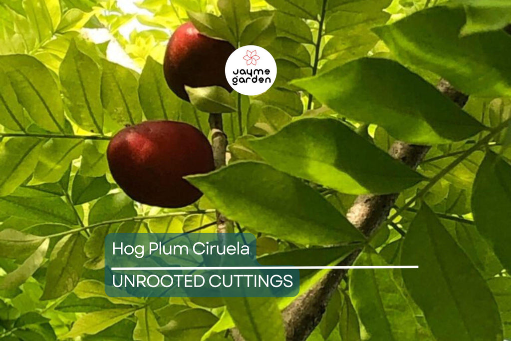Hog Plum (Spondias Purpurea) – 5 Fresh Unrooted Spanish Plum Cuttings, 8"-10” Long