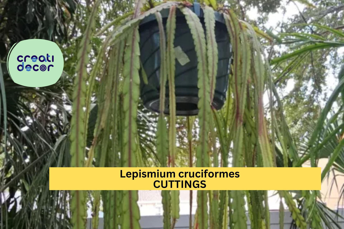 4 Lepismium Cruciforme Cuttings | 4" Epiphytic Cactus Starter | White Blooming Trailing Plant | Tropical Houseplant