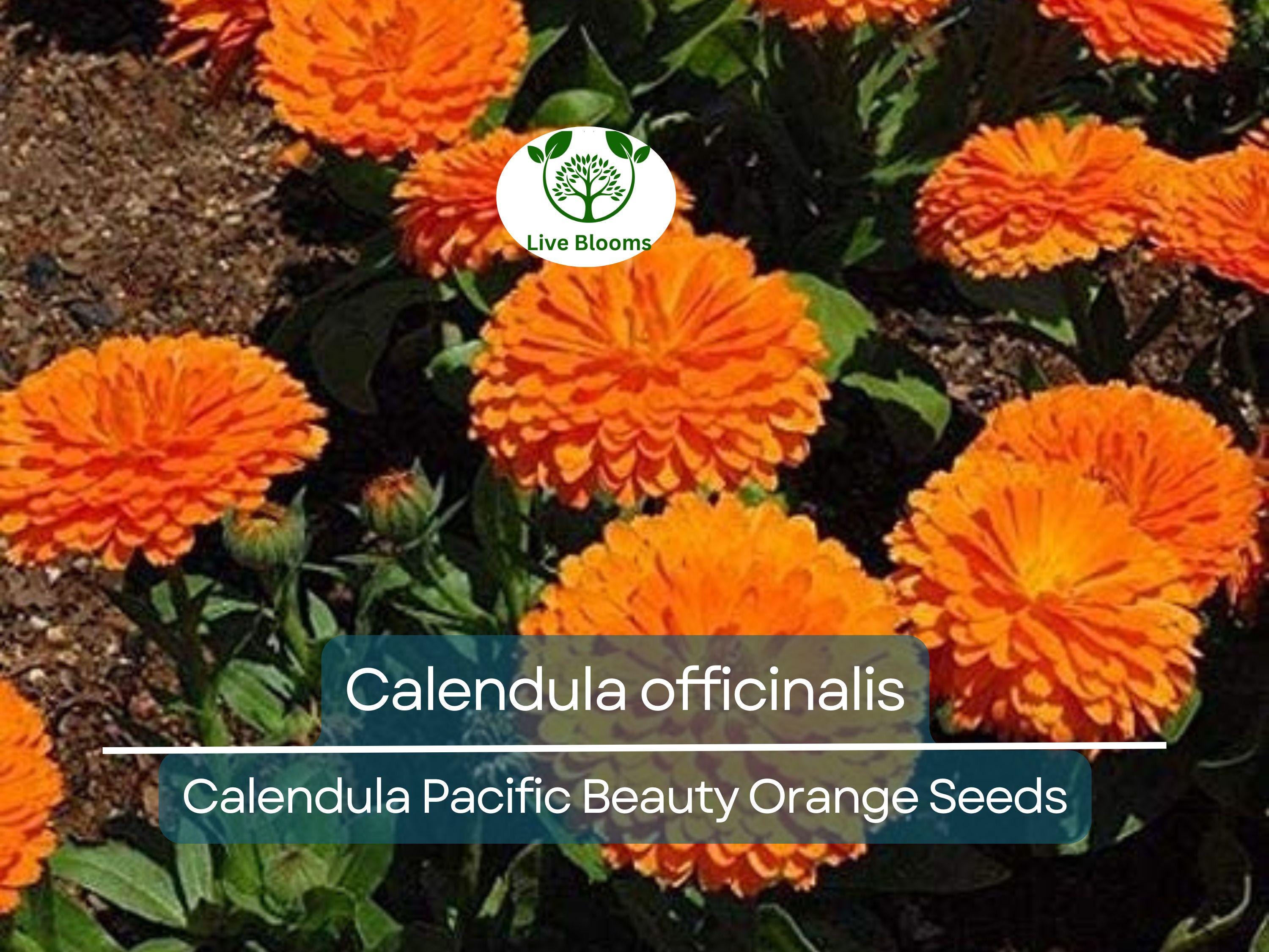 100 Seeds Calendula Pacific Beauty Orange (Calendula officinalis) - Bright Orange Flowers for Planting, Garden, Pollinator-Friendly, Herb