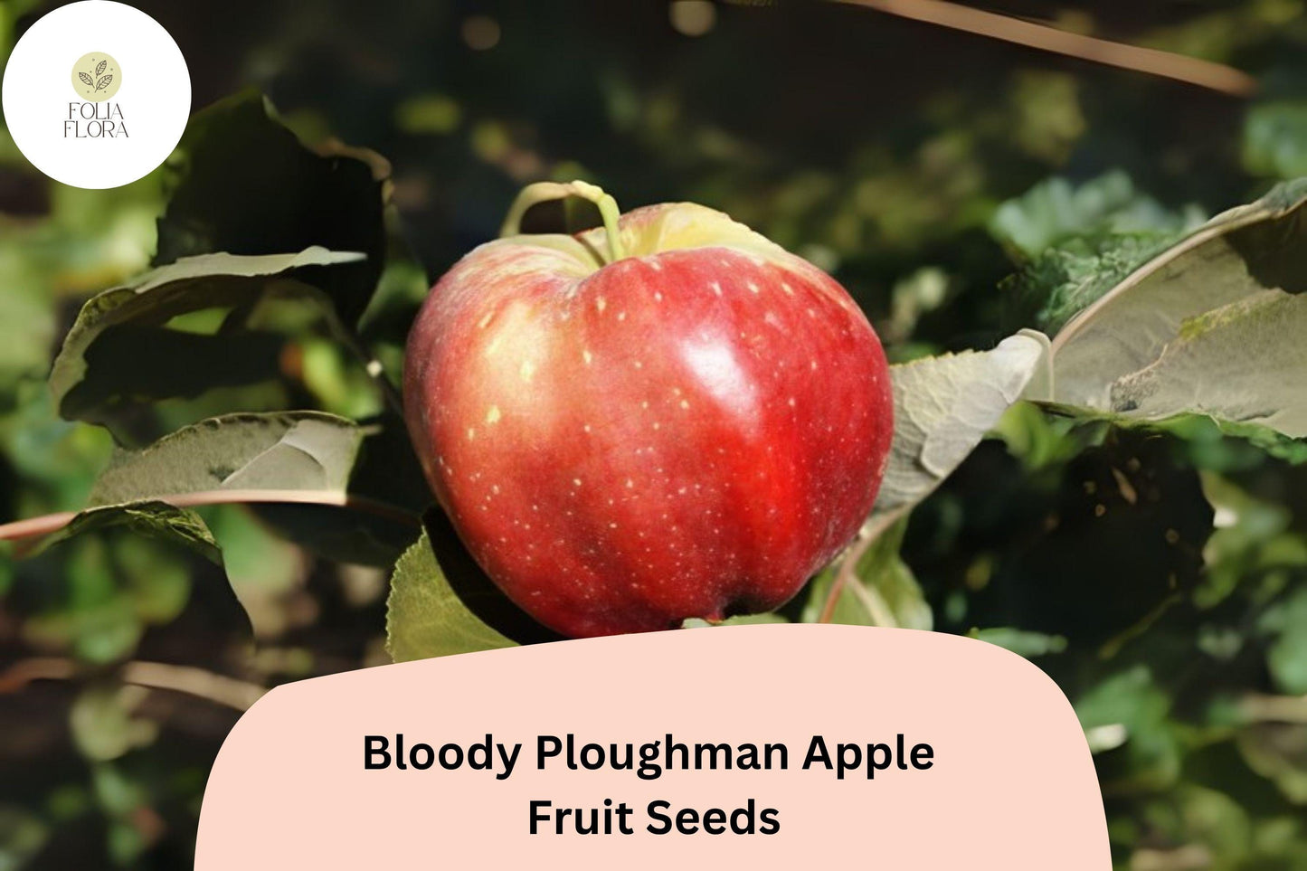 25+ Bloody Ploughman Apple Seeds for Planting | Scottish Heirloom Apple Tree | Red Flesh Sweet Fruit | Garden Orchard Seeds