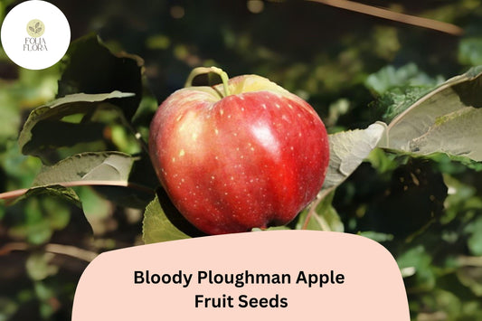 25+ Bloody Ploughman Apple Seeds for Planting | Scottish Heirloom Apple Tree | Red Flesh Sweet Fruit | Garden Orchard Seeds