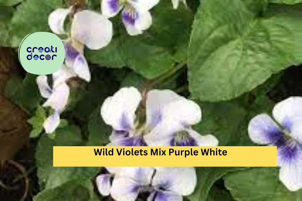 10 Bare Root Plants - Wild Violets Mix , Purple & White Perennial Flowers, Live Preorder Roots for Garden Beds, Borders, Ground Cover