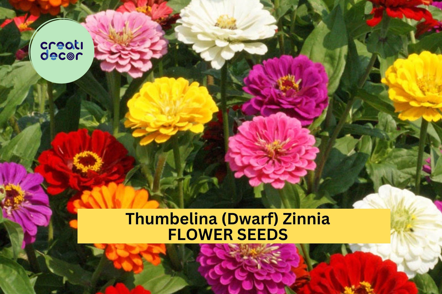 100+ Thumbelina Zinnia Seeds – Dwarf Colorful Blooms for Garden Planting, Compact Annuals for Edging, Pots & Small Spaces – USA