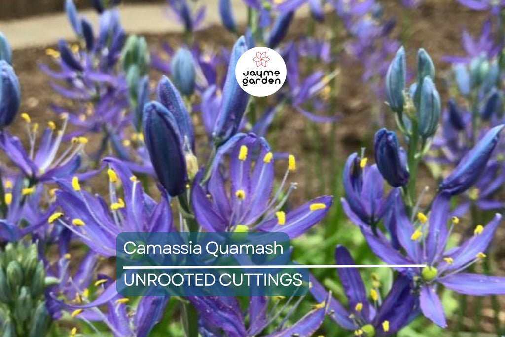 Camassia Quamash Bulbs - 5 Live Flower Bulbs, Deer-Resistant, Lavender-Blue Blooms, USDA Zones 4-8, Easy to Grow