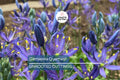 Camassia Quamash Bulbs - 5 Live Flower Bulbs, Deer-Resistant, Lavender-Blue Blooms, USDA Zones 4-8, Easy to Grow