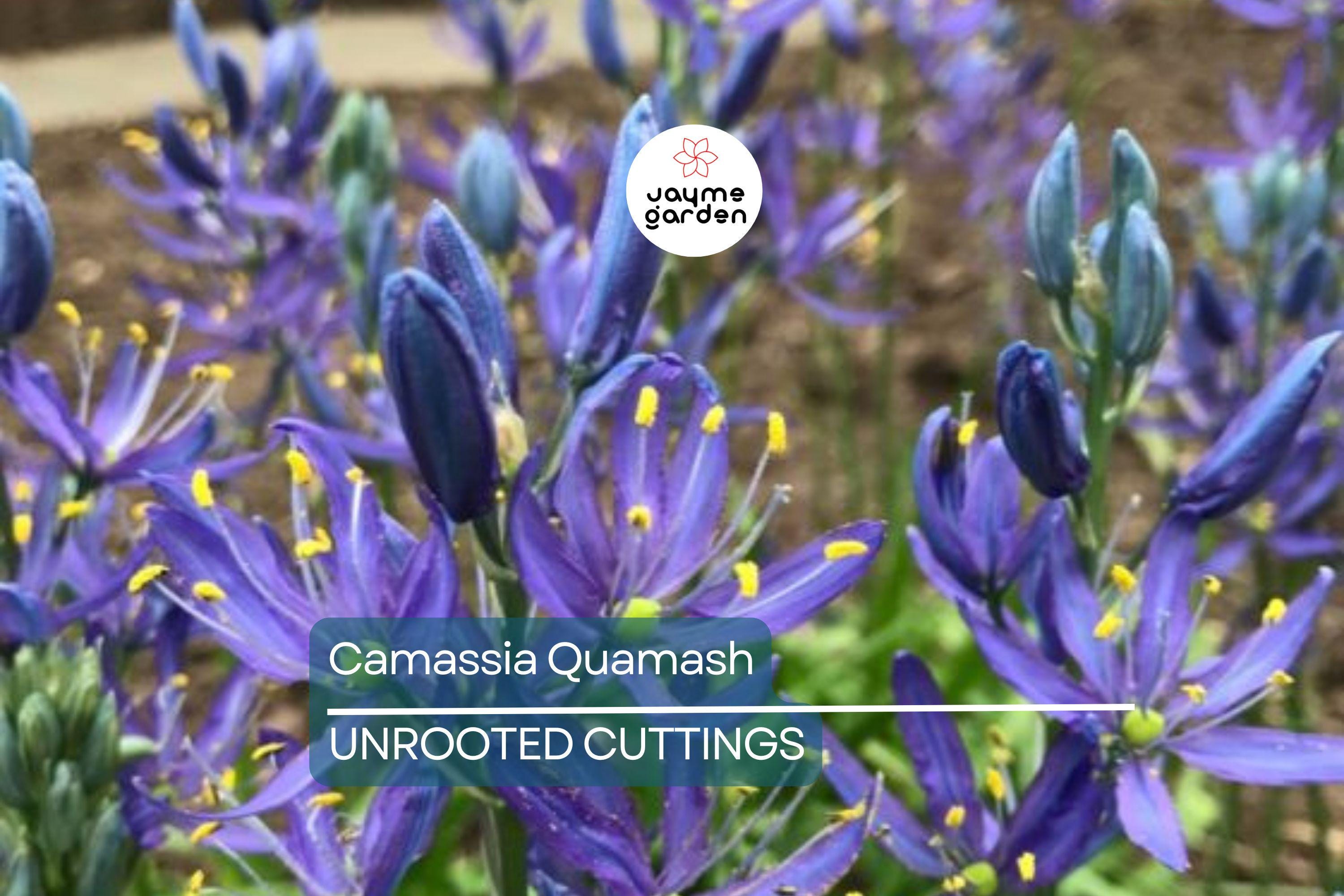 Camassia Quamash Bulbs - 5 Live Flower Bulbs, Deer-Resistant, Lavender-Blue Blooms, USDA Zones 4-8, Easy to Grow