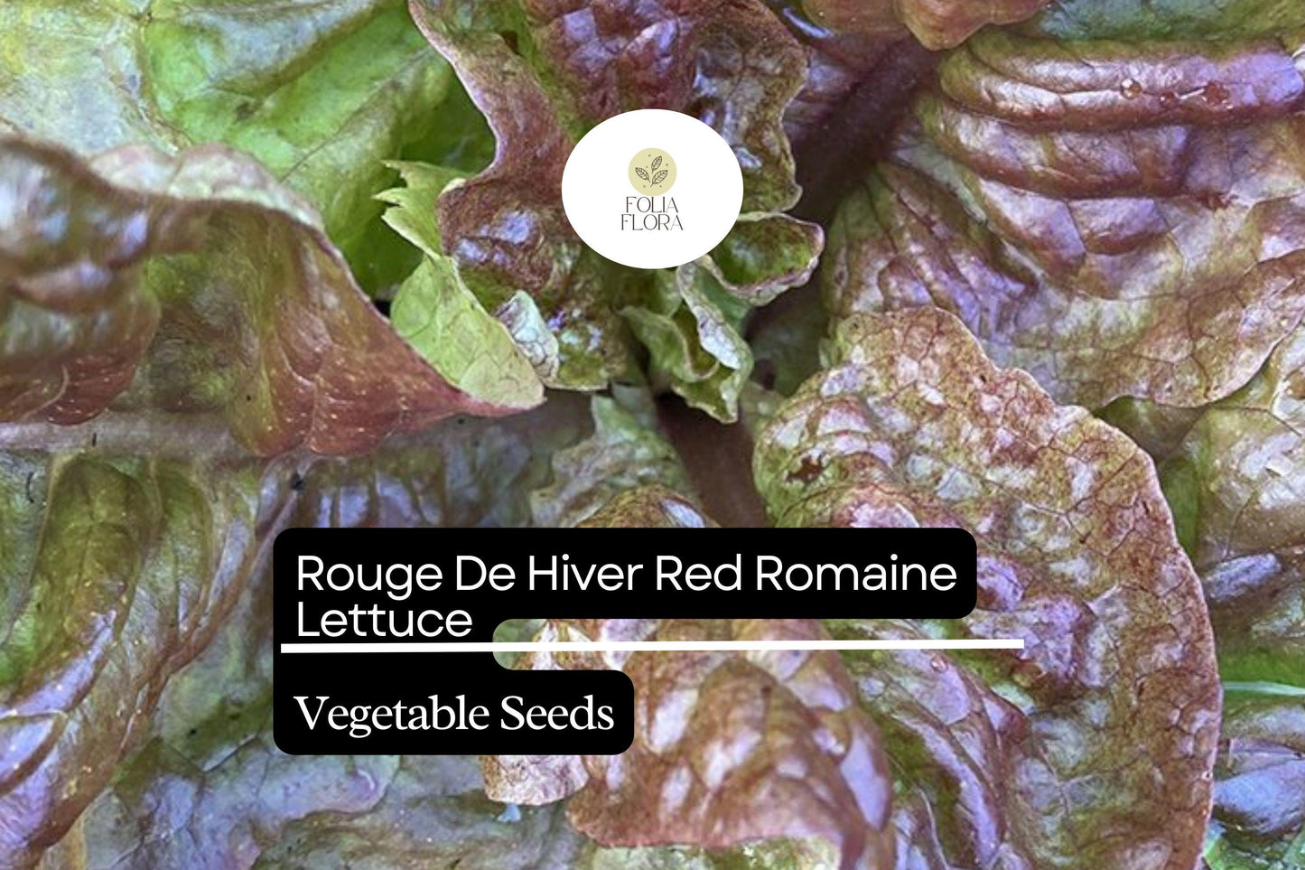 1000 Rouge De Hiver Lettuce Seeds – Lactuca sativa – Heirloom Romaine, Red-Tinted Leaves, Cold Hardy, Non-GMO, Sweet & Tender