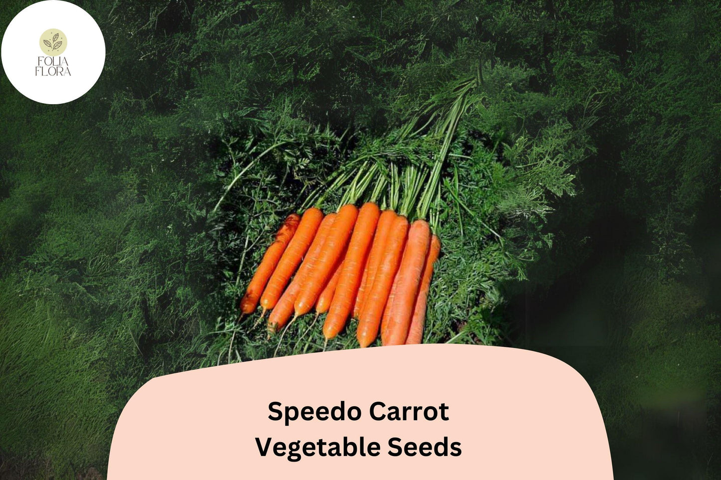 1000+ Speedo Carrot Seeds – Fast-Growing, Sweet & Tender Variety