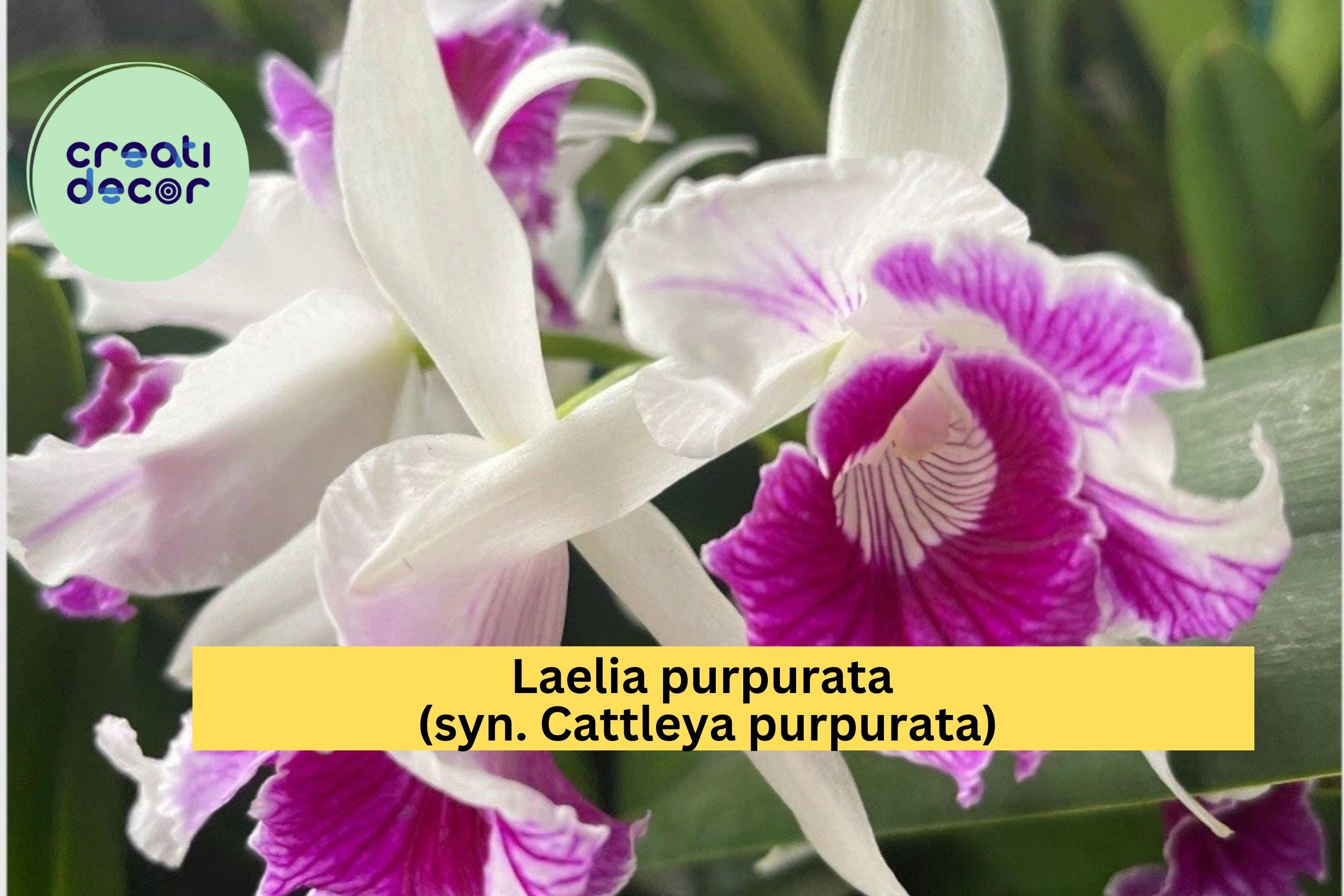 Laelia purpurata Orchid – Live Bare Root Plant, Assorted Varieties, Exotic Cattleya-Type Orchid for Collectors and Indoor Growing