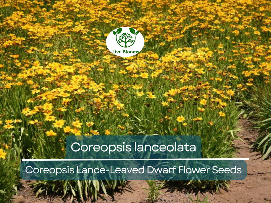 50 Seeds Coreopsis Lance-Leaved Dwarf (Coreopsis lanceolata) - Yellow Wildflower for Planting, Pollinator-Friendly, Garden Blooms