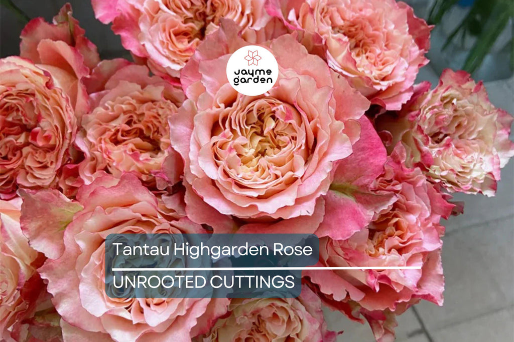 Super Rare Tantau Highgarden Rose | 3 Unrooted Cuttings | Root or Graft | Fragrant Heirloom Rose | Live Plant for Garden