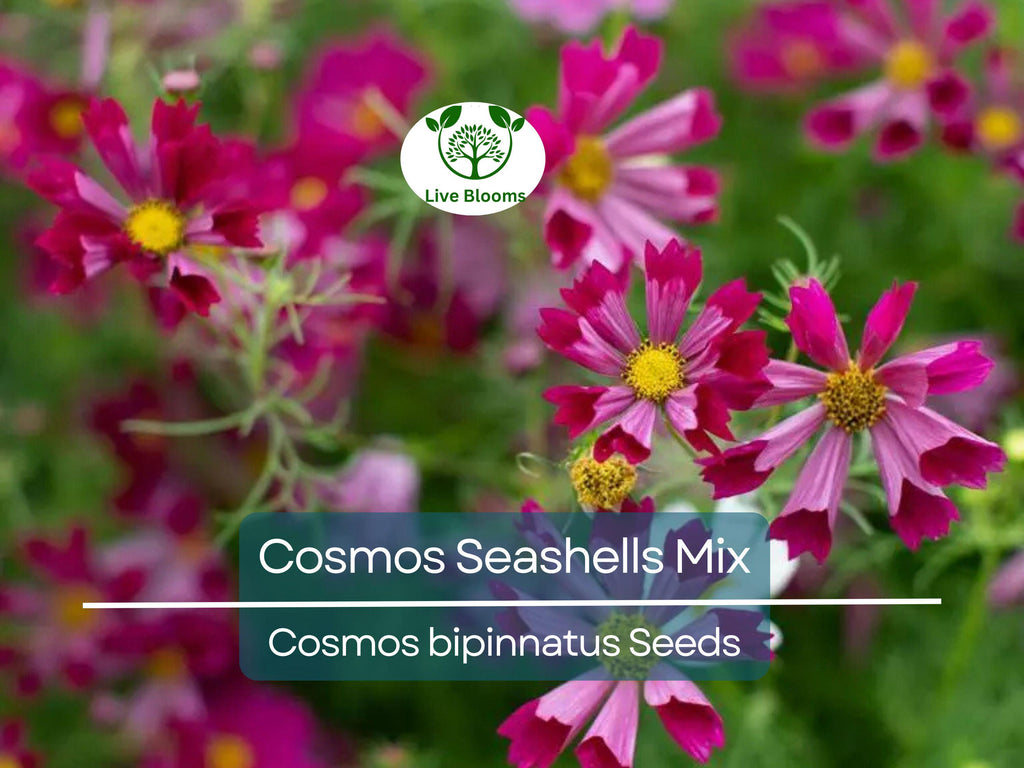 200 Seeds Cosmos Seashells Mix, Tubular Flowers, Rare AAS Winner, Non-GMO, Cosmos bipinnatus, Colorful Garden Blooms