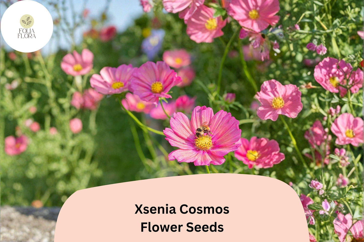 200+ Xsenia Cosmos Seeds | Cosmos bipinnatus Peach Pink Blooms | Easy Annual Garden Flower for Borders & Pollinators