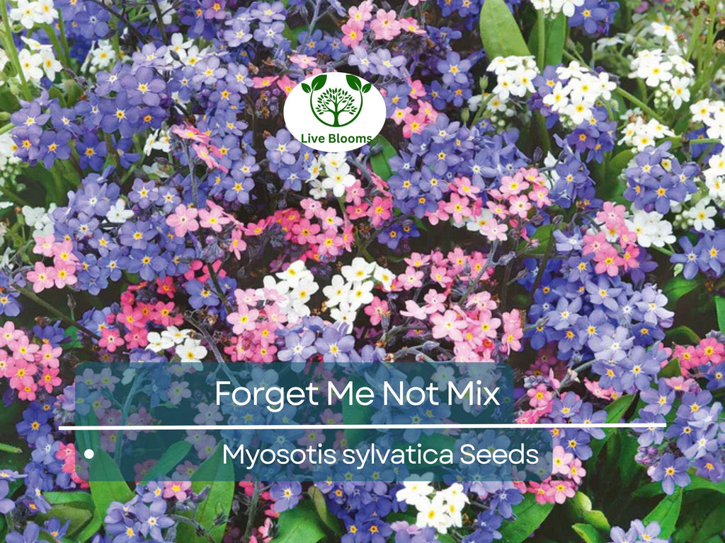 500 Seeds Forget Me Nots Mixed Colors, Perennial Early Blooms, Pollinators, Non-GMO, Myosotis Flowers, Garden Plants, Easy to Grow