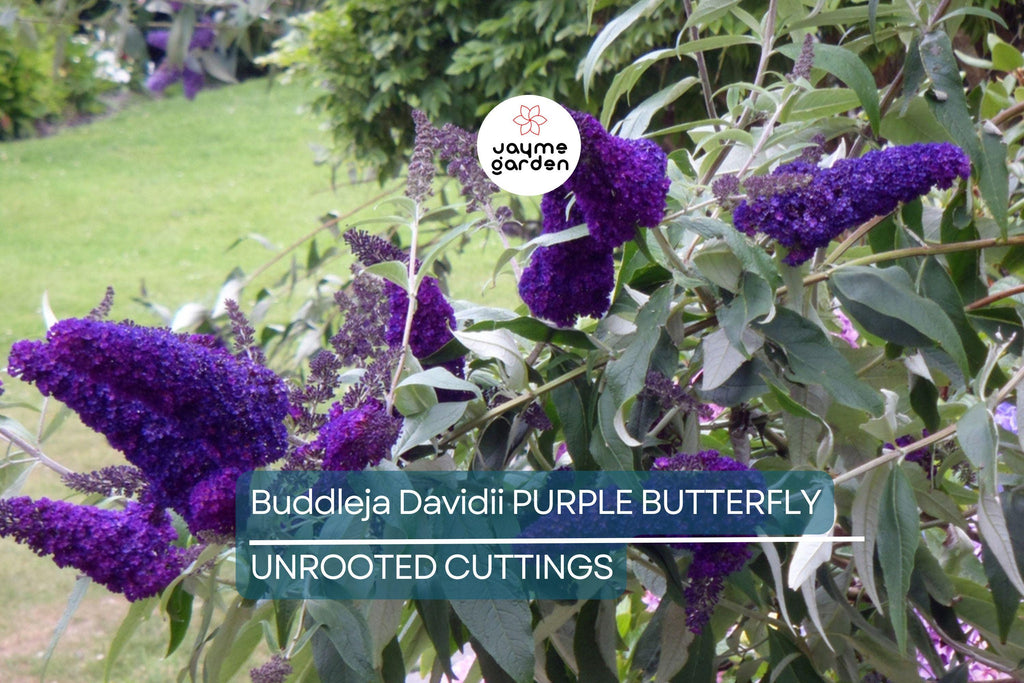 Purple Butterfly Bush Cuttings - 7 Unrooted 6" Live Plants, Fast-Growing, Flowering Shrub for Outdoor Gardens, USDA Zones 5-9