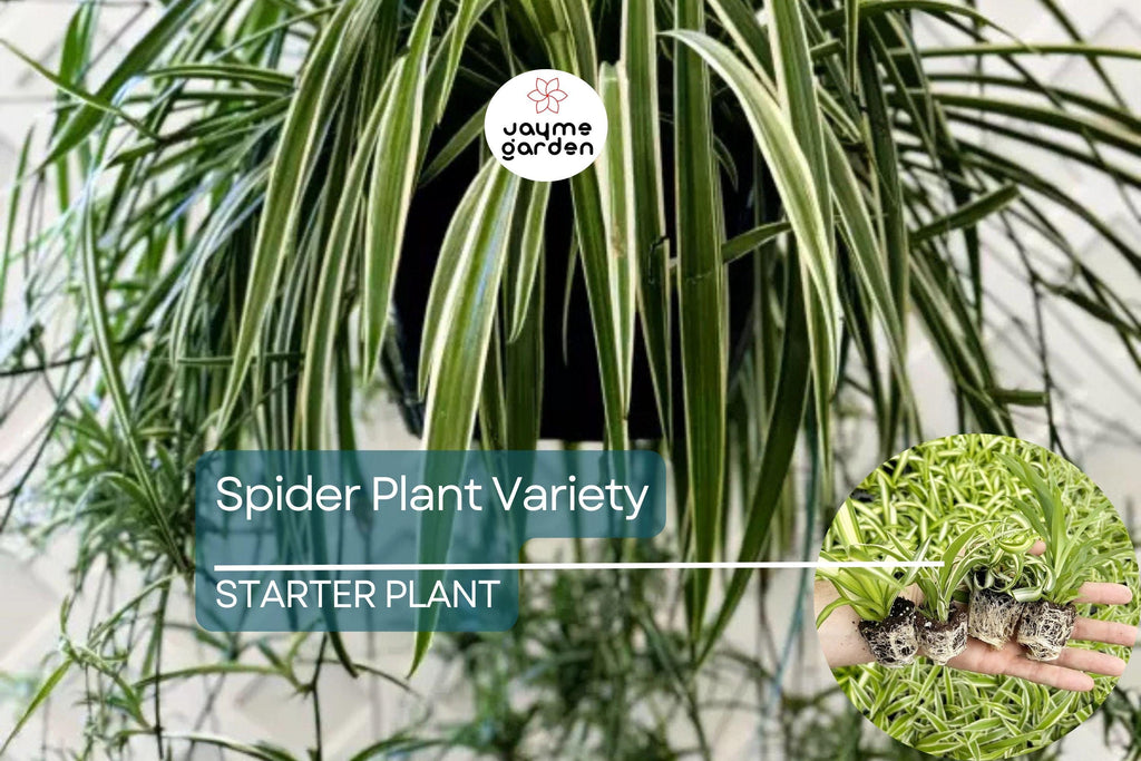 1 Spider Plant Variety Pack | Ocean, Hawaiian, Green, Bonnie Curly | Live Air-Purifying Starter Plants | Easy Indoor Decor | Great Gift
