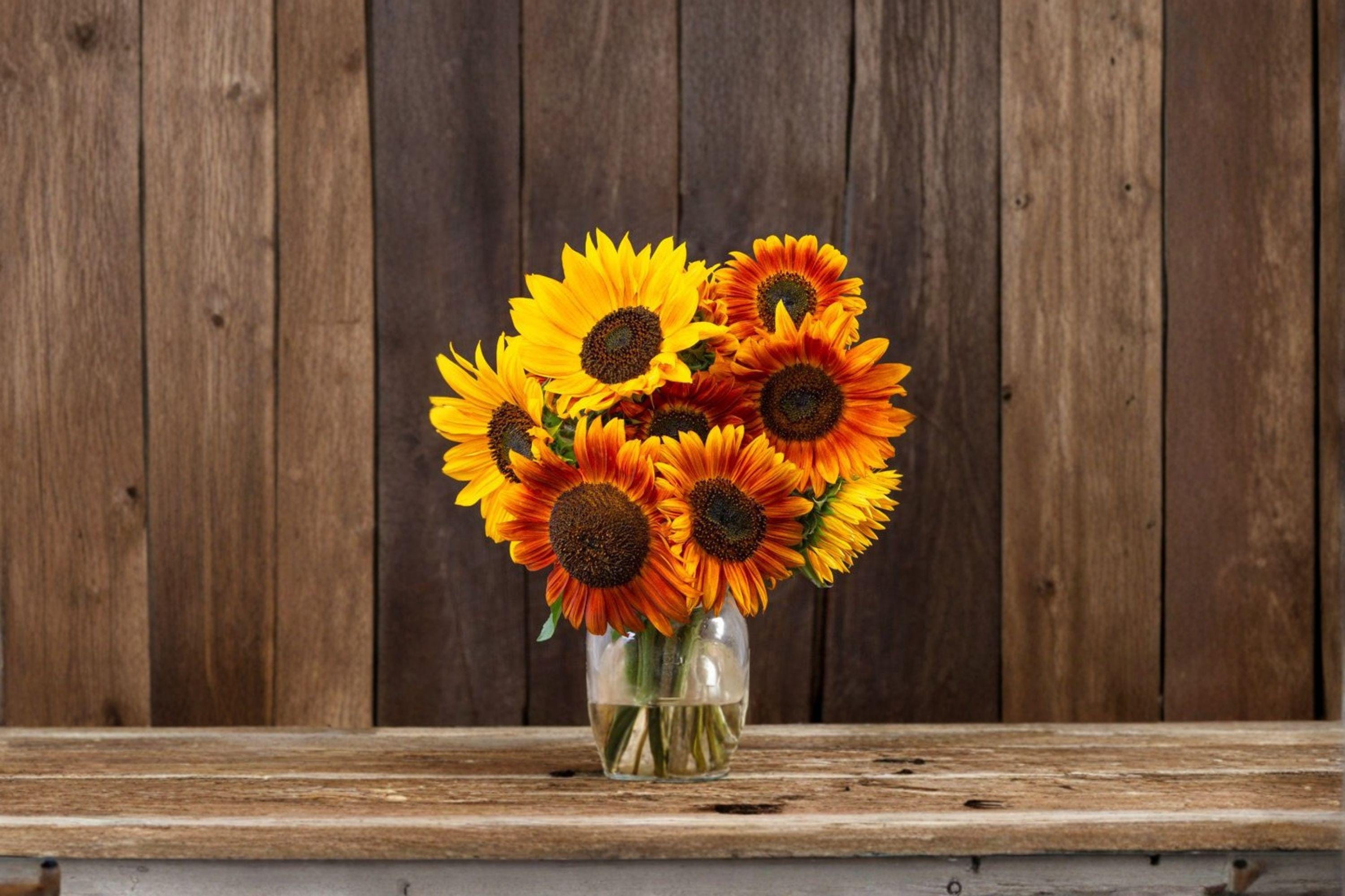 Autumn Beauty Sunflower 15 Seeds | Multicolor Heirloom Sunflower | Fall Tones | Pollinator & Cut Flower Favorite