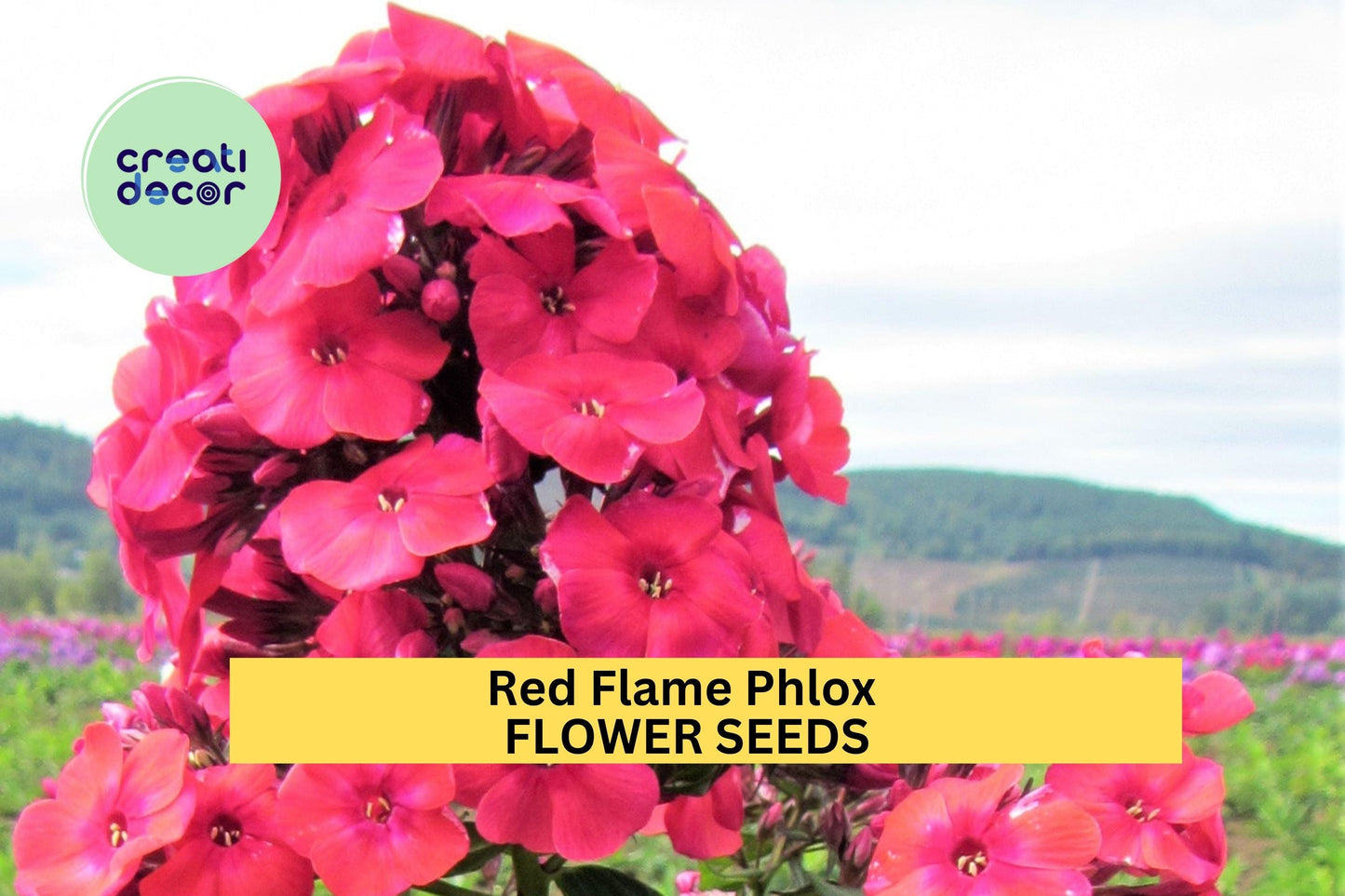 100+ Red Flame Phlox Seeds – Bright Red Cluster Blooms for Garden Planting, Fragrant Perennials for Borders & Pollinator Beds – USA