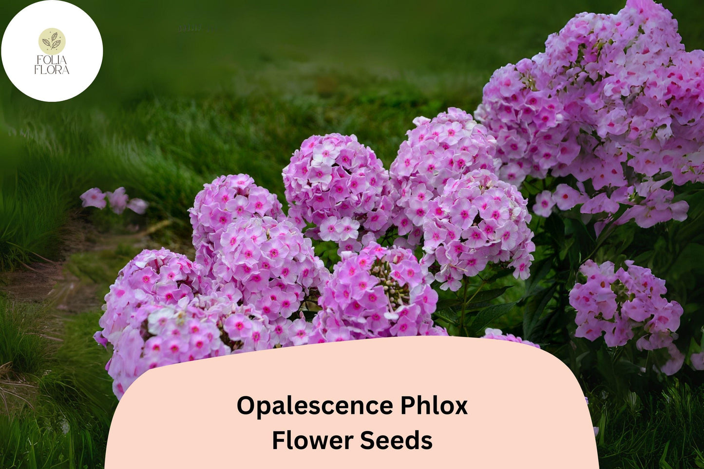 100+ Opalescence Phlox Seeds – Phlox paniculata, Soft Pink & White Perennial Garden Flowers