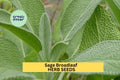 3pcs of 300mg Sage Broadleaf Seeds – Classic Culinary Herb for Garden Beds, Containers, or Kitchen Herb Gardens Seeds for Planting