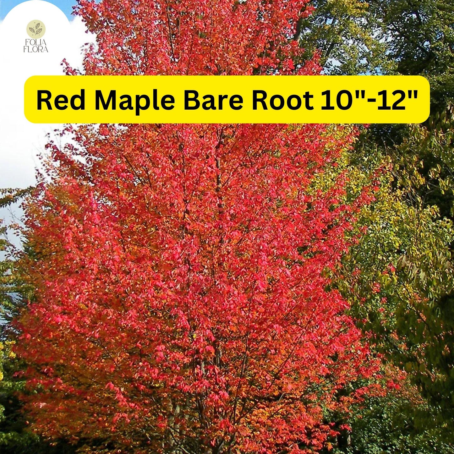 Red Maple Tree (Acer rubrum) 2-Pack Live Bare Root Plants 10"-12"