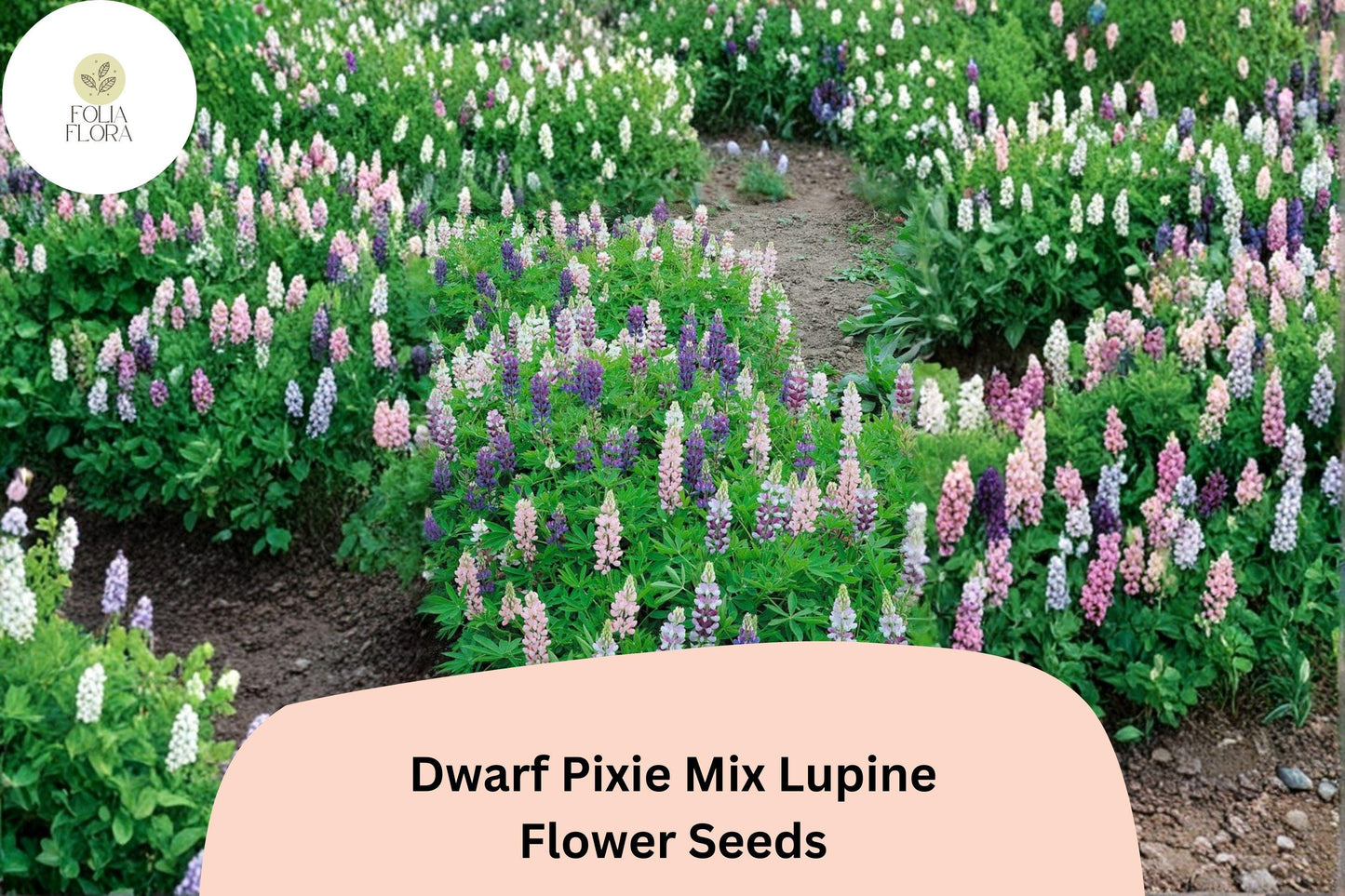 25+ Dwarf Pixie Mix Lupine Seeds | Lupinus nanus | Compact Mixed Colors