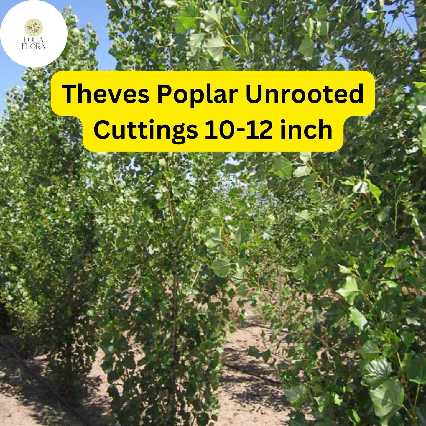 10 Unrooted Cuttings Theves Poplar (Populus nigra ‘Afghanica’) - Easy-to-Root 10-12 Inch
