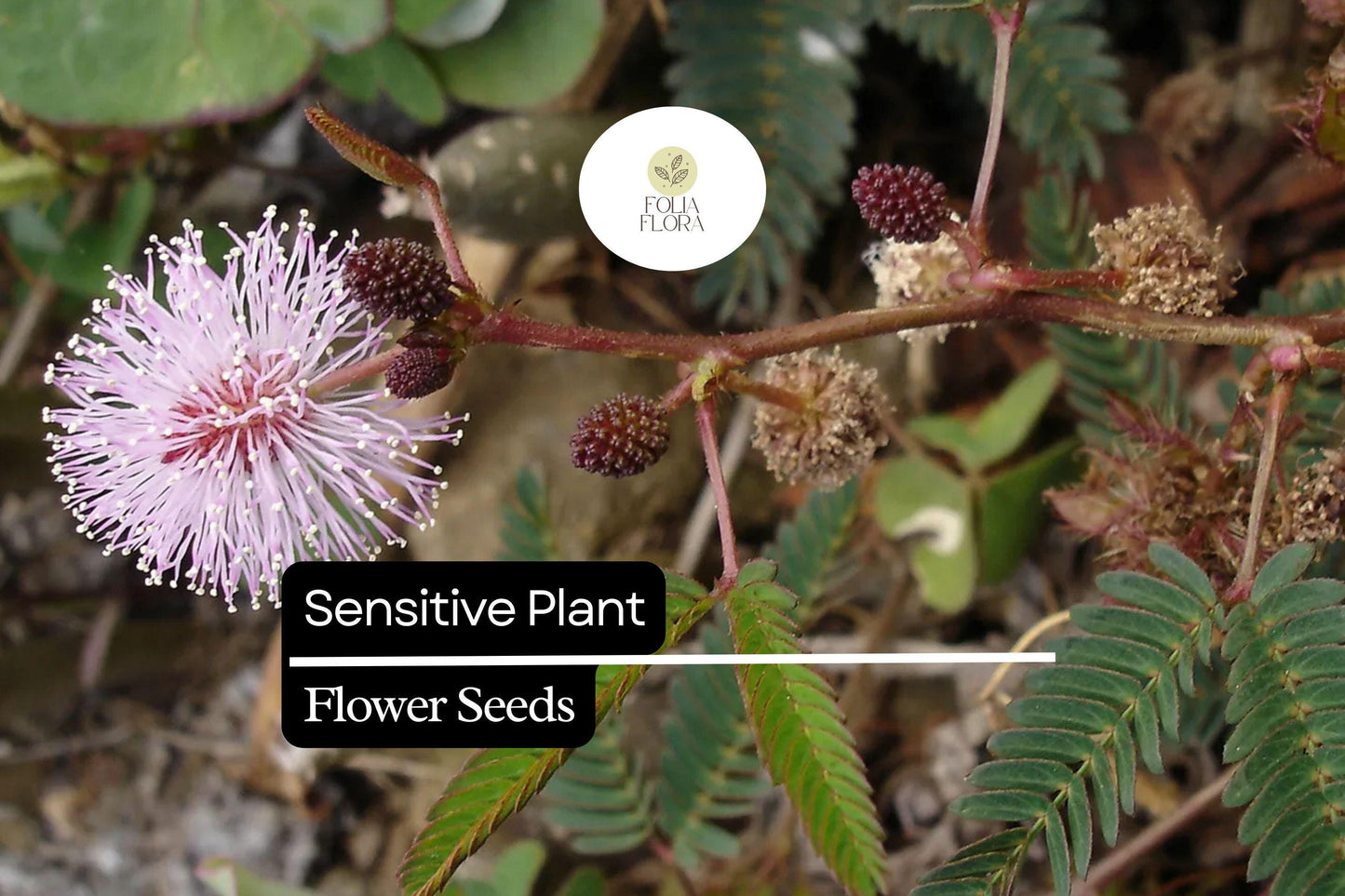5 Seeds Sensitive Plant (Mimosa microphylla) | Touch-Responsive Leaves | Unique Ground Cover, Pollinator-Friendly, Drought-Tolerant
