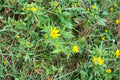 Bearded Beggarticks – Bidens polylepis Seeds | 30 Seeds | Native Yellow Wildflower | Pollinator-Friendly Plant