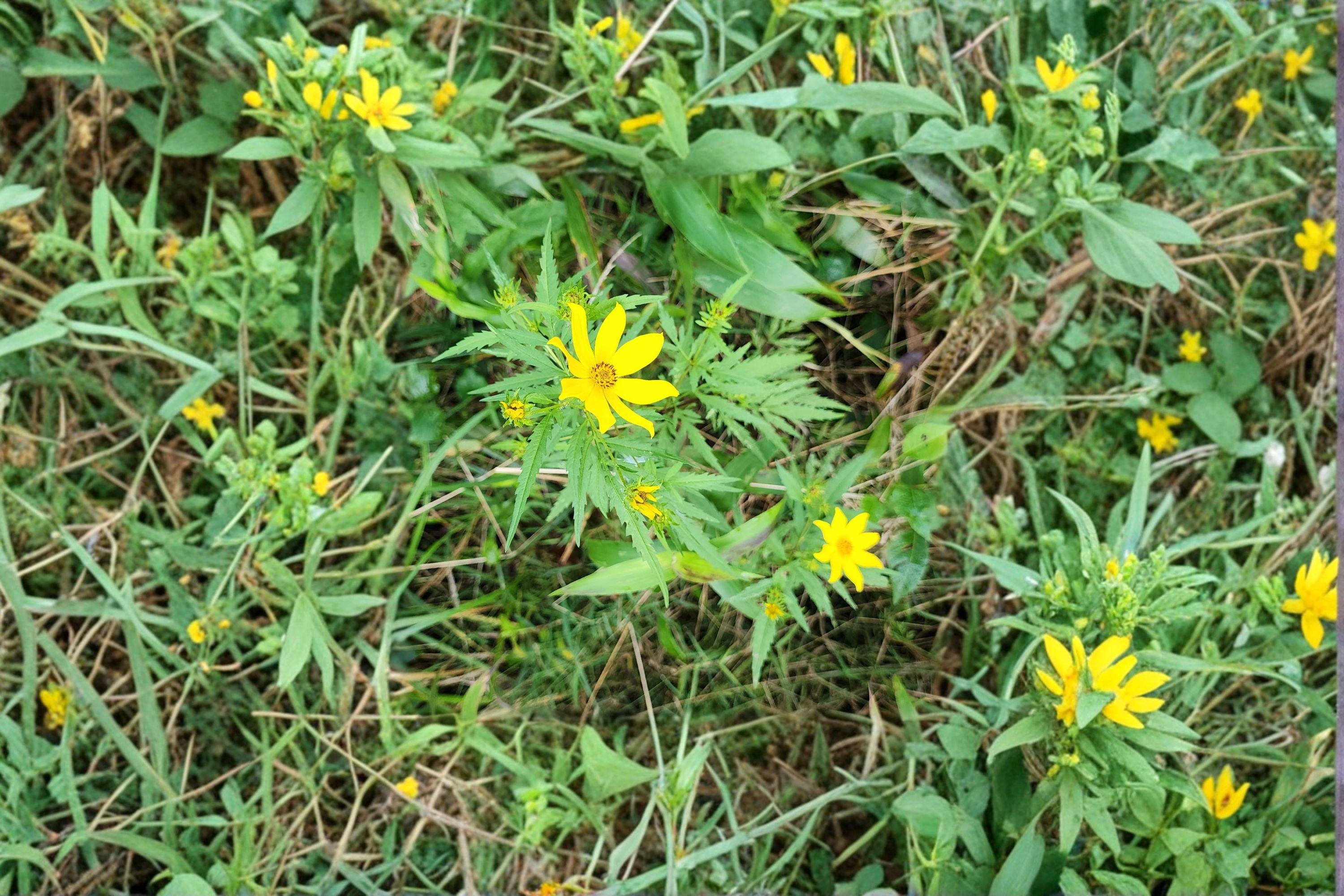 Bearded Beggarticks – Bidens polylepis Seeds | 30 Seeds | Native Yellow Wildflower | Pollinator-Friendly Plant