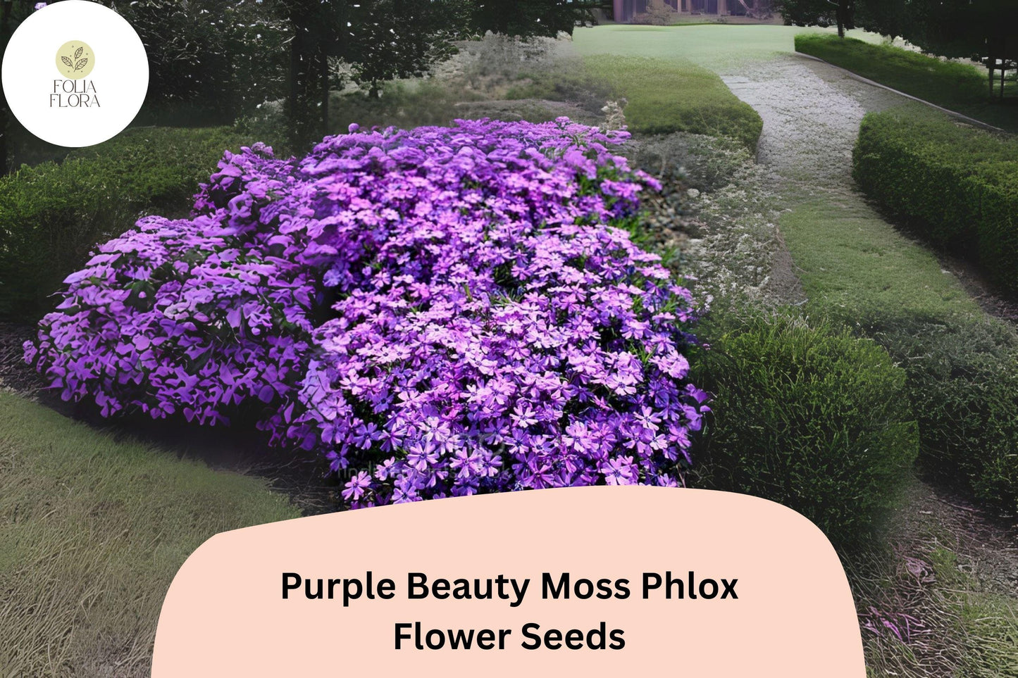 100+ Purple Beauty Moss Phlox Seeds for Garden Planting | Creeping Ground Cover | Phlox subulata | Perennial Flower Seeds