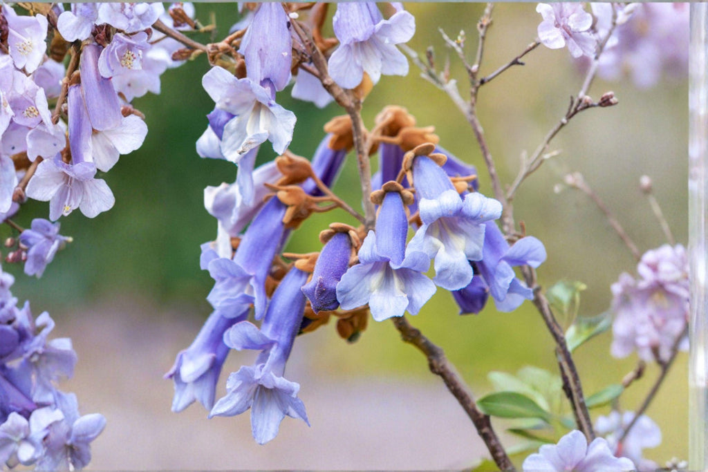 Empress Tree – Paulownia tomentosa | 100 Seeds | Fast Growing Plant | Ornamental Shade Tree